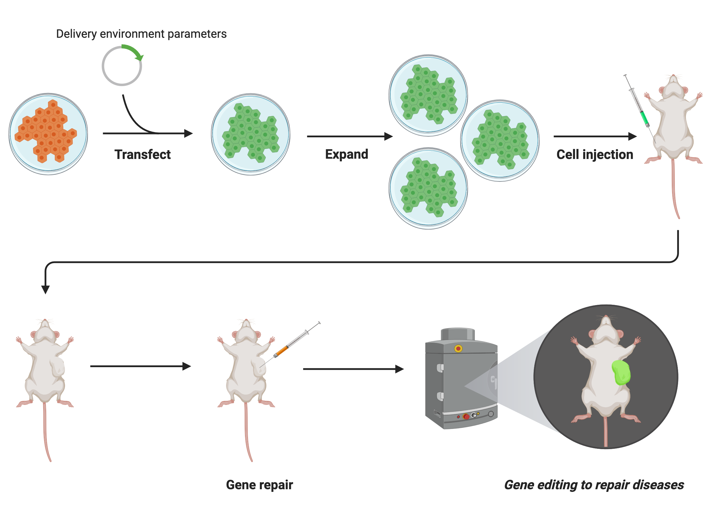 CRISPR genome editing visualization
